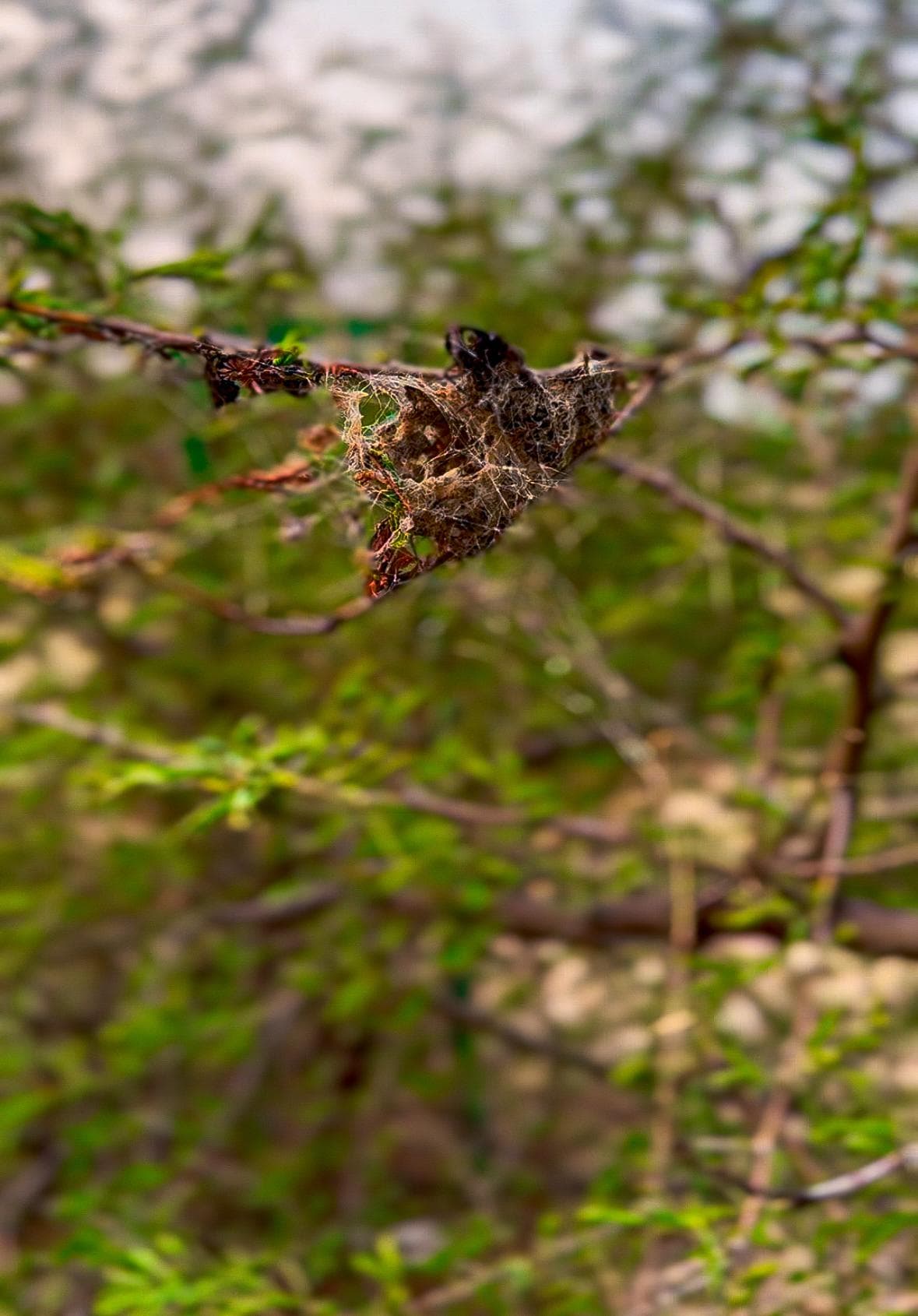 Nature 3