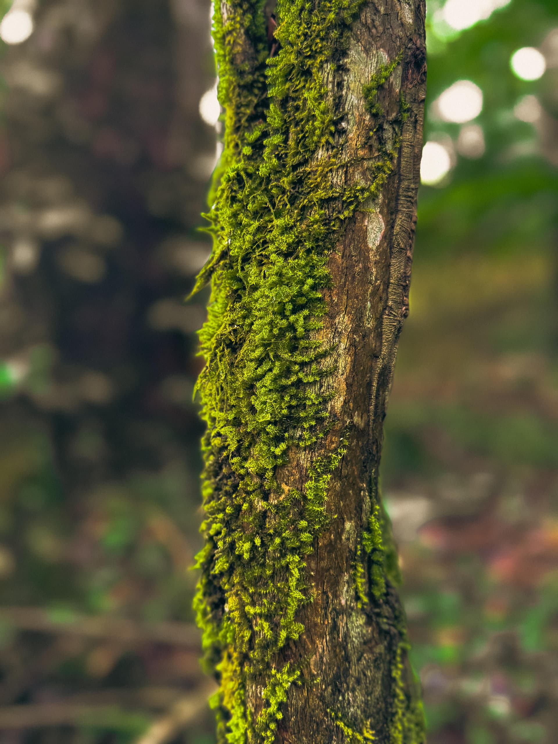 Nature 4