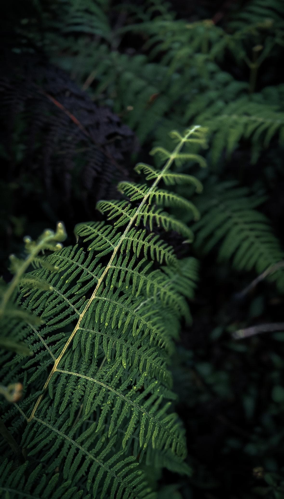 Nature 5